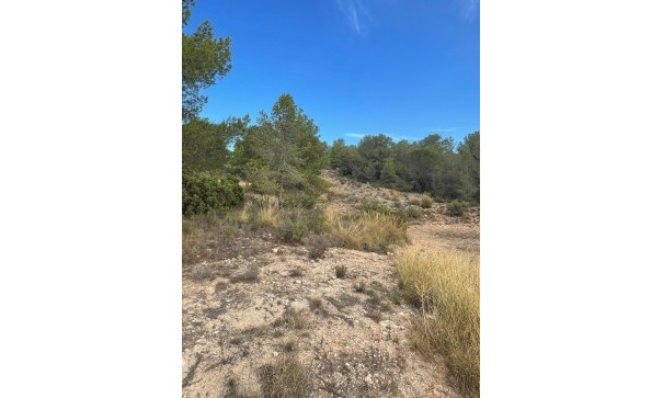 Venta - Parcela Terreno -
Pinoso - Pinoso Alicante