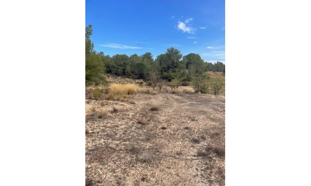 Venta - Parcela Terreno -
Pinoso - Pinoso Alicante