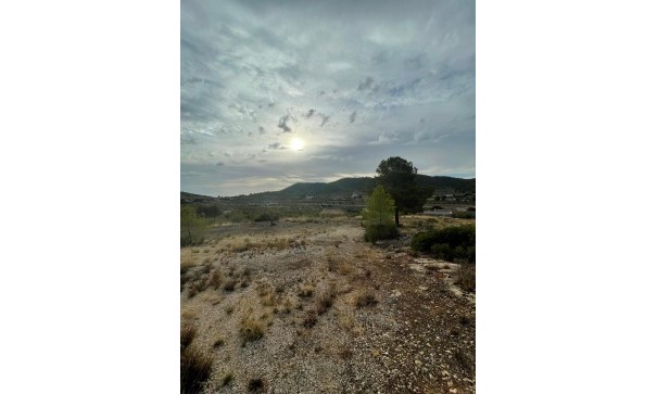 Venta - Parcela Terreno -
Pinoso - Pinoso Alicante