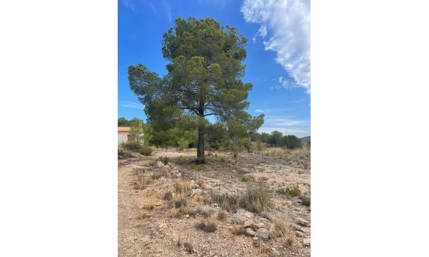 Venta - Parcela Terreno -
Pinoso - Pinoso Alicante