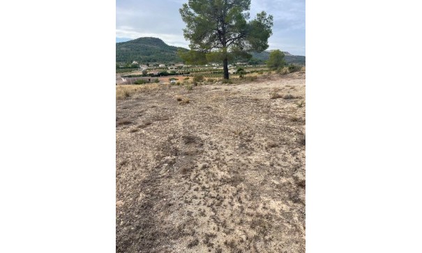 Venta - Parcela Terreno -
Pinoso - Pinoso Alicante