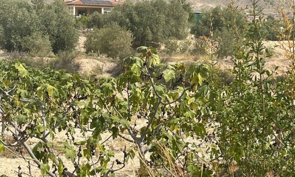 Venta - Finca Propiedad rural -
Abanilla