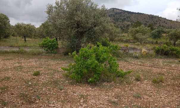 Herverkoop - Finca Landelijk pand -
Yecla