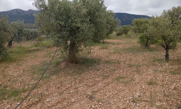 Herverkoop - Finca Landelijk pand -
Yecla