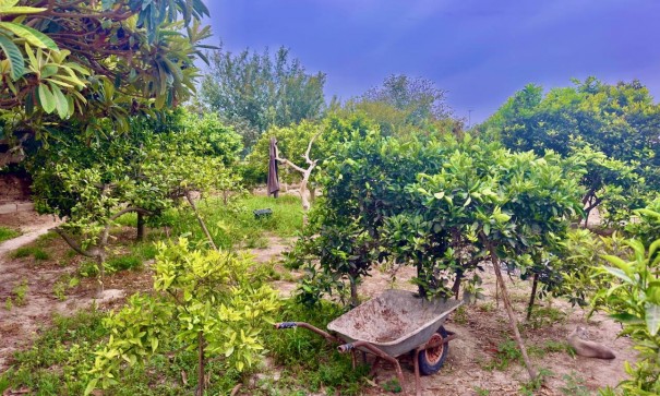 Sale - Finca Country Property -
Rojales - Cuidad Quesada