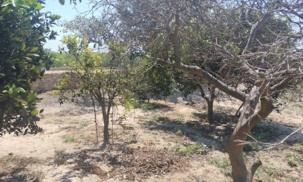 Sale - Finca Country Property -
Rojales - Cuidad Quesada