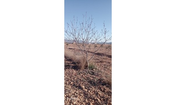 Sale - Finca Country Property -
Pinoso - Pinoso Alicante