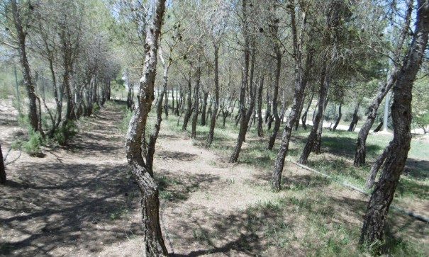 Resale - Freistehende Villa -
Yecla