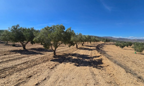 Herverkoop - Perceel Grond -
Salinas