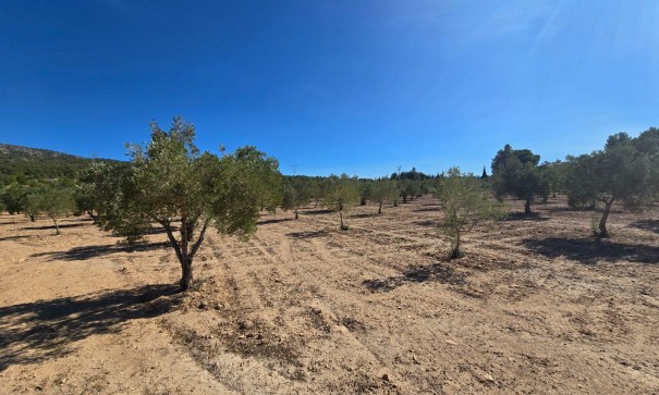 Herverkoop - Perceel Grond -
Salinas