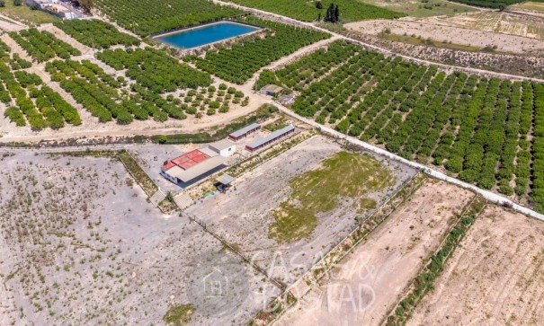Resale - Finca Landgut -
Los Montesinos - LOS MONTESINOS