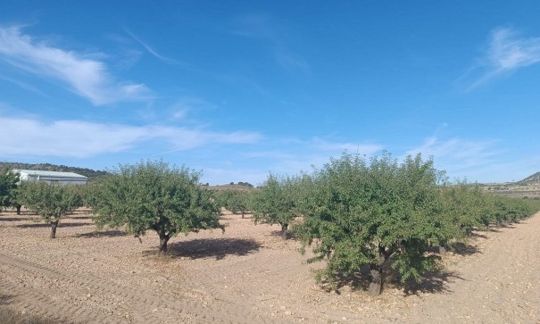 Sprzedaż - Działka Grunt -
Yecla