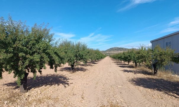 Sprzedaż - Działka Grunt -
Yecla