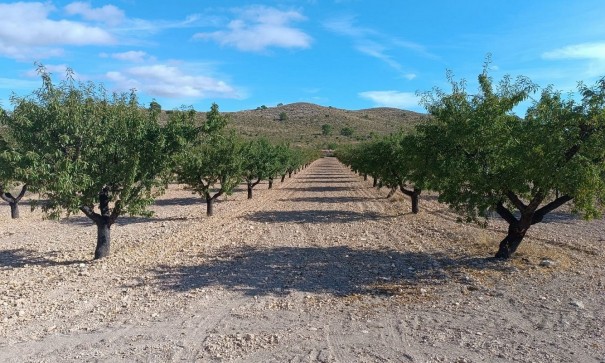 Sprzedaż - Działka Grunt -
Yecla