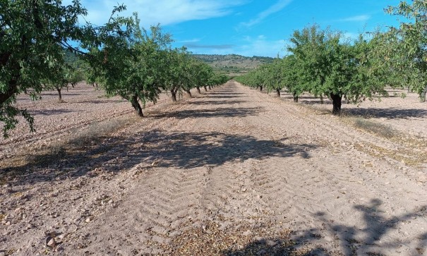 Sprzedaż - Działka Grunt -
Yecla