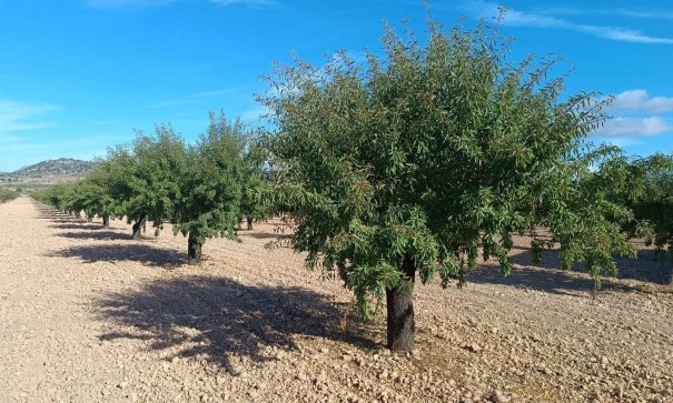 Sprzedaż - Działka Grunt -
Yecla