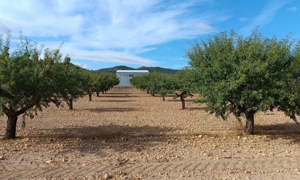 Sprzedaż - Działka Grunt -
Yecla