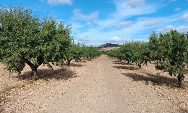 Sprzedaż - Działka Grunt -
Yecla