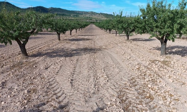 Sprzedaż - Działka Grunt -
Yecla