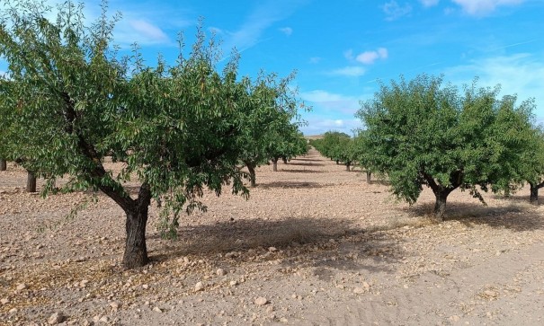 Sprzedaż - Działka Grunt -
Yecla