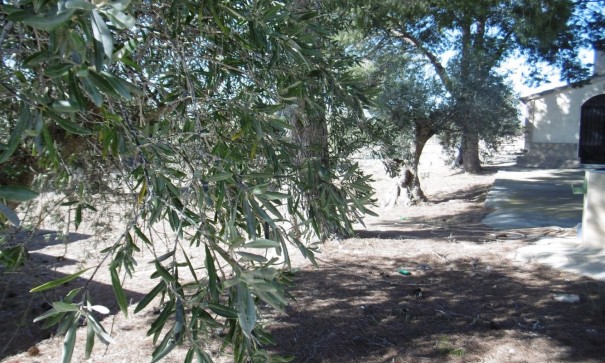 Venta - Chalet Independiente -
Yecla