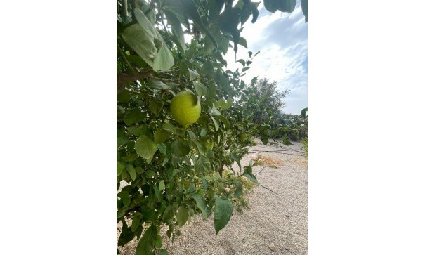 Venta - Finca Propiedad rural -
Abanilla