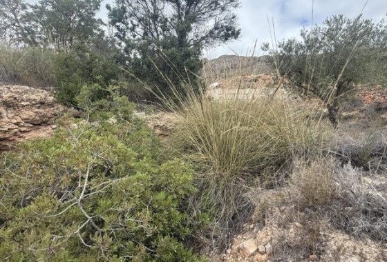 Herverkoop - Perceel Grond -
La Romana