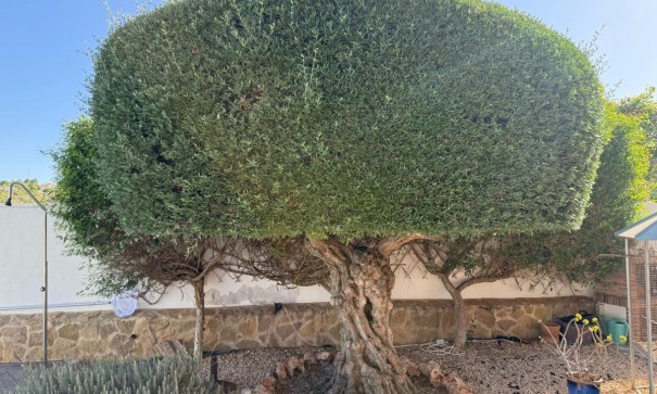 Revente - Villa Individuelle -
San Miguel de Salinas