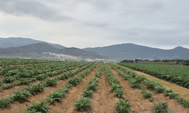 Perceel Grond - Herverkoop - Hondon de las Nieves -
                Hondon de las Nieves