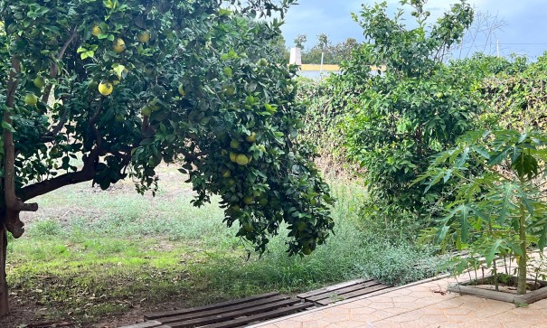 Sprzedaż - Finca nieruchomość wiejska -
Torrevieja