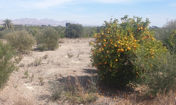 Sprzedaż - Terreno -
Benferri - HUERTA PUEBLO