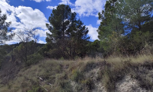 Revente - Parcelle Terrain -
Moratalla