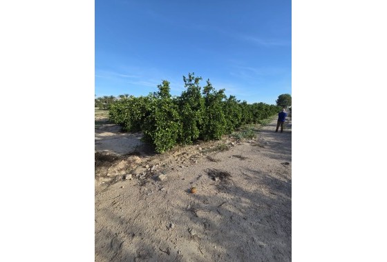 Revente - Finca Propriété rurale -
Albatera