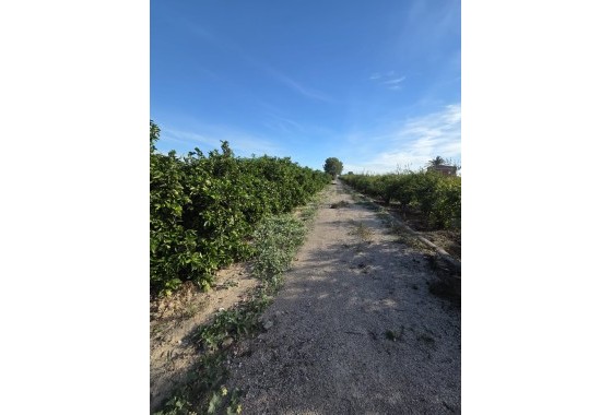 Revente - Finca Propriété rurale -
Albatera