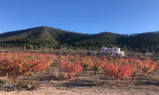 Videresalg - Fritliggende villa -
Pinoso - Pinoso Alicante