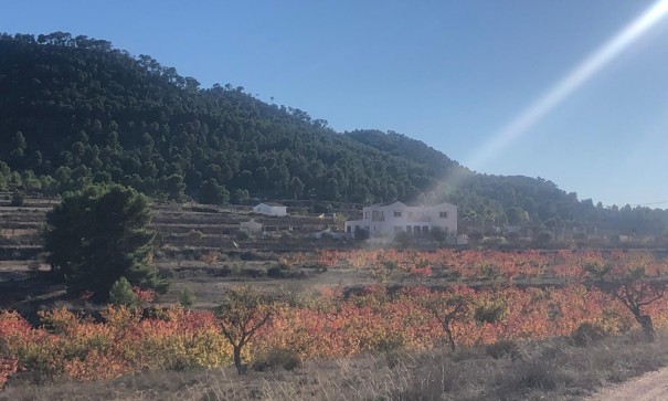 Videresalg - Fritliggende villa -
Pinoso - Pinoso Alicante