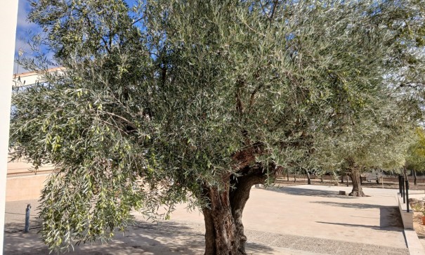 Revente - Villa Individuelle -
Yecla