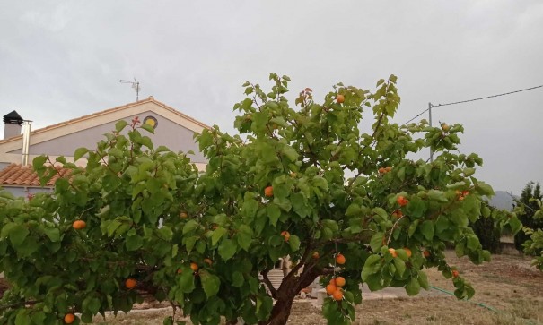 Revente - Villa Individuelle -
Yecla