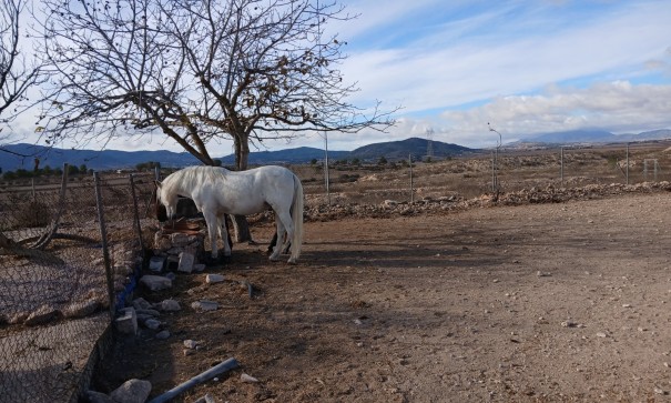 Sprzedaż - Nieruchomość jeździecka -
Monóvar