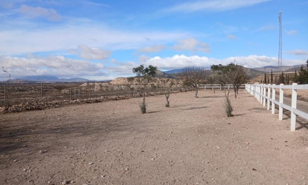 Sprzedaż - Nieruchomość jeździecka -
Monóvar