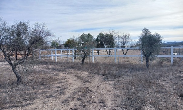 Sprzedaż - Nieruchomość jeździecka -
Monóvar