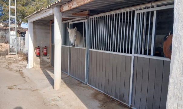 Sprzedaż - Nieruchomość jeździecka -
Monóvar