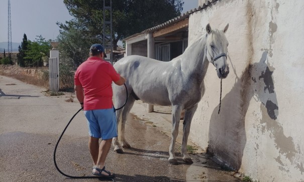 Sprzedaż - Nieruchomość jeździecka -
Monóvar