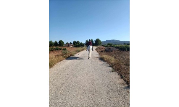 Sprzedaż - Nieruchomość jeździecka -
Monóvar