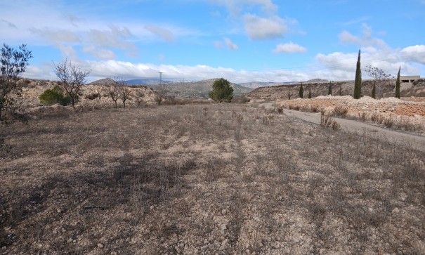 Sprzedaż - Nieruchomość jeździecka -
Monóvar