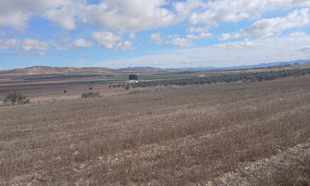 Resale - Grundstück Grundstück -
Yecla