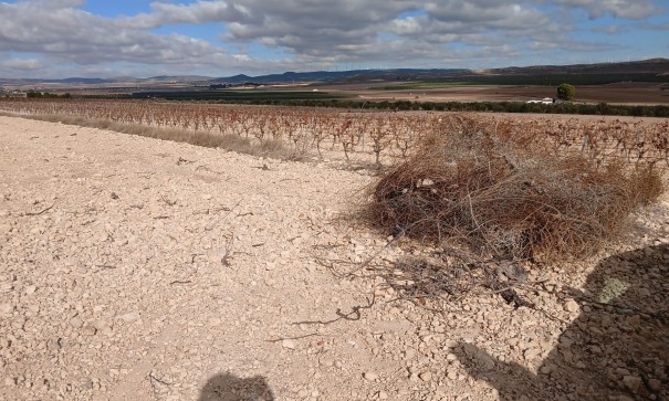 Resale - Grundstück Grundstück -
Yecla