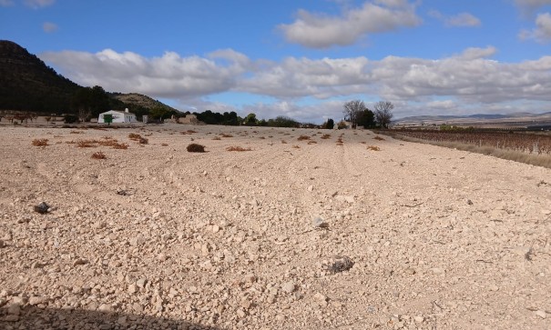 Resale - Grundstück Grundstück -
Yecla