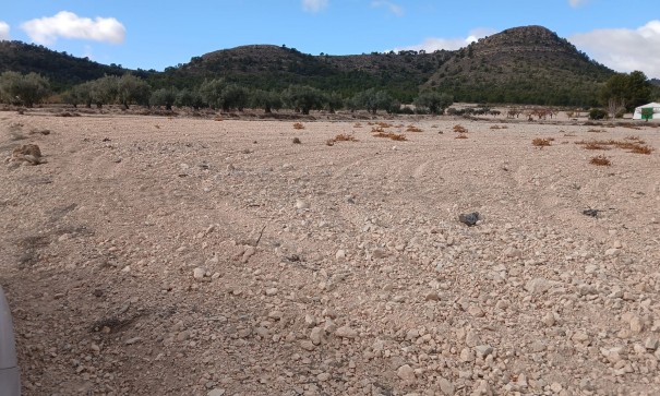 Resale - Grundstück Grundstück -
Yecla