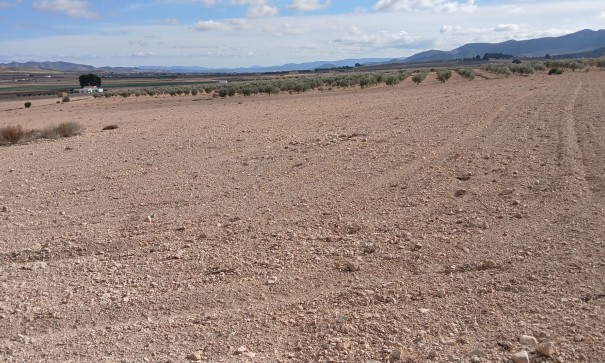 Resale - Grundstück Grundstück -
Yecla